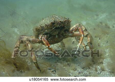 Stock Photography - Spiny Spider crab. Maja squinado, Jersey, British Isles. Fotosearch