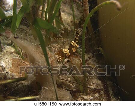Stock Image - Squat Shrimp (Thor ambioensis) hiding in the sea grass. Pangaloa Island, The Philippines. Taken 2007. Fotosearch