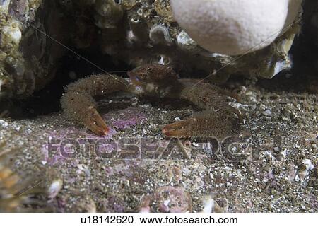 Stock Image - Strident Squat Lobster (Galathea strigosa), colourful British squat lobster with vivid blue markings on shell and hairy claws, St Abbs, Scotland, UK. Fotosearch