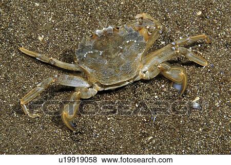 Swimming Crab (Liocarcinus depurator), legs spread out, viewed from above showing swimmeret's on hind legs, sandy seabed, St Abbs, Scotland, UK North Sea View Large Photo Image Stock Photo - Swimming Crab (Liocarcinus depurator), legs spread out, viewed from above showing swimmeret's on hind legs, sandy seabed, St Abbs, Scotland, UK North Sea. Fotosearch