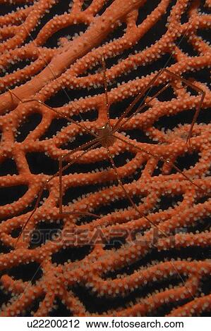 Stock Image - Unidentified crab Speices on a gorgonian. Cabilao Island. Philippines. Taken 2007. Fotosearch