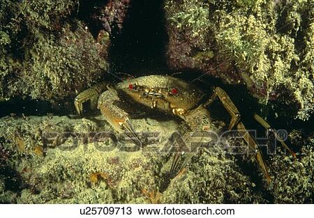 Velvet swimming crab (Liocarcinus puber) positioned in a crevice. UK. View Large Photo Image Stock Image - Velvet swimming crab (Liocarcinus puber) positioned in a crevice. UK.. Fotosearch