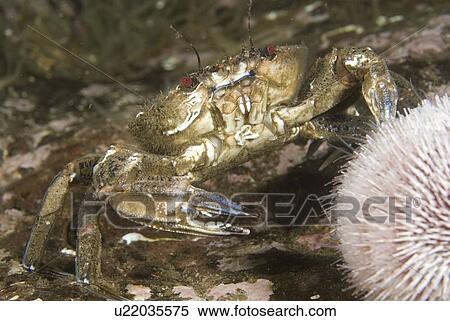 Velvet Swimming Crab (Necora puber), view showing underside, dark tipped claws and brilliant red eyes, St Abbs, Scotland, UK View Large Photo Image Stock Photography - Velvet Swimming Crab (Necora puber), view showing underside, dark tipped claws and brilliant red eyes, St Abbs, Scotland, UK. Fotosearch