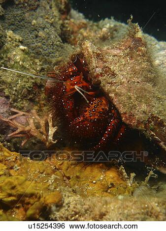 Stock Photograph - White point hermit crab ( Dardanus megistos ) out for a walk. Cabilao Island. Philippines. Taken 2007. Fotosearch