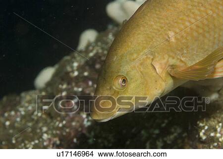 Picture -  Ballan Wrasse (Labrus bergylta), Nice portrait and side profile of fish with golden/tan coloration and indistinct background, St Abbs, Scotland, UK North Sea. Fotosearch