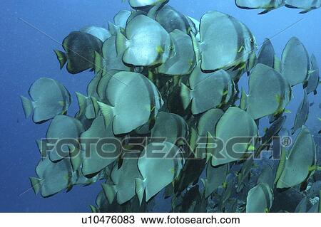 Batfish (Platax orbicularis) shoal grouped together, Mabul, Borneo, Malaysia View Large Photo Image Stock Image - Batfish (Platax orbicularis) shoal grouped together, Mabul, Borneo, Malaysia. Fotosearch