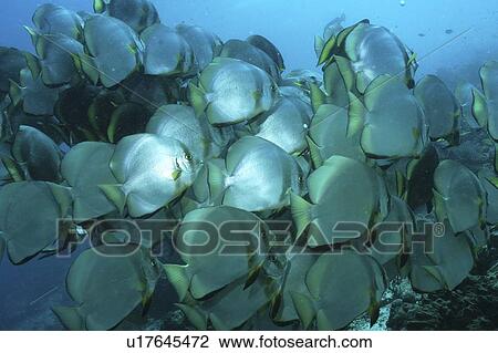 Stock Image - Batfish (Platax orbicularis) shoal grouped together in blue water, Mabul, Borneo, Malaysia. Fotosearch