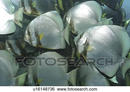 Batfish (Platax orbicularis) shoal grouped together, Mabul, Borneo, Malaysia View Large Photo Image Stock Photograph - Batfish (Platax orbicularis) shoal grouped together, Mabul, Borneo, Malaysia. Fotosearch
