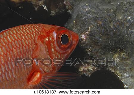Bigeye Snapper (Priacanthus hamrur) red fish with large black eye swimming diagonally with head in profile, Tahiti, French Polynesia, Southern Pacific Ocean View Large Photo Image Stock Photo - Bigeye Snapper (Priacanthus hamrur) red fish with large black eye swimming diagonally with head in profile, Tahiti, French Polynesia, Southern Pacific Ocean. Fotosearch