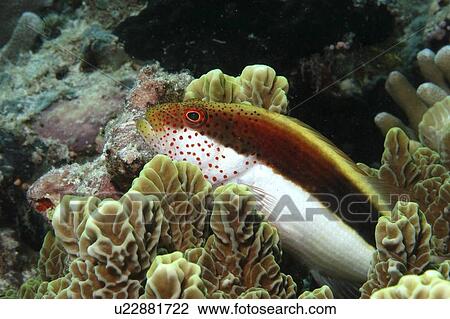 Black-seded hawkfish (Paracirrhites forsteri), profile of head with red spots, Mabul, Borneo, Malaysia View Large Photo Image Stock Image - Black-seded hawkfish (Paracirrhites forsteri), profile of head with red spots, Mabul, Borneo, Malaysia. Fotosearch