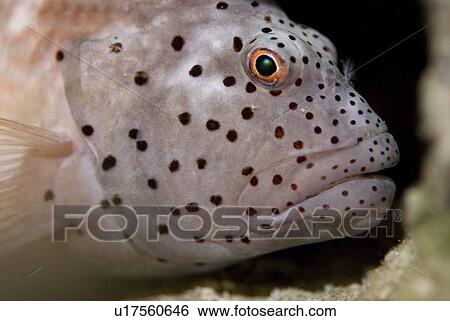 Blackside hawkfish (Paracirrhites forsteri), head detail and profile showing red ringed eye and spotted face, Red Sea, Egypt View Large Photo Image Stock Photograph - Blackside hawkfish (Paracirrhites forsteri), head detail and profile showing red ringed eye and spotted face, Red Sea, Egypt. Fotosearch