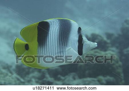 (Chaetodon falculata), very nice profile of all fish and markings against indistinct background, Tahiti, French Polynesia, Southern Pacific Ocean View Large Photo Image Stock Image - (Chaetodon falculata), very nice profile of all fish and markings against indistinct background, Tahiti, French Polynesia, Southern Pacific Ocean. Fotosearch