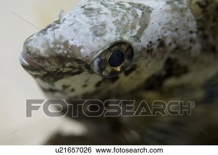 Stock Photograph - Coral Rabbitfish (Siganus corallinus), portrait detail showing eye and mouth with light background, Red Sea, Egypt. Fotosearch