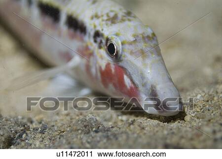 Dash-Dot Goatfish (Parupeneus barberinus), Showing red cheeks and dark band through eye, on sandy seabed, Red Sea, Egypt View Large Photo Image Stock Image - Dash-Dot Goatfish (Parupeneus barberinus), Showing red cheeks and dark band through eye, on sandy seabed, Red Sea, Egypt. Fotosearch