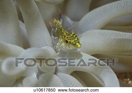 Stock Image - Diamond Blenny (Malacoctenus boehlkei) resting on anemone tentacles, Cayman Islands, Caribbean. Fotosearch