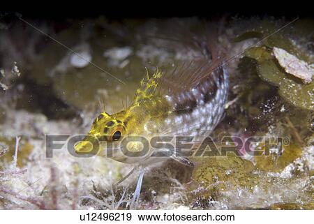 Stock Photo - Diamond Blenny (Malacoctenus boehlkei) resting on corals nearby anemone, Cayman Islands, Caribbean. Fotosearch