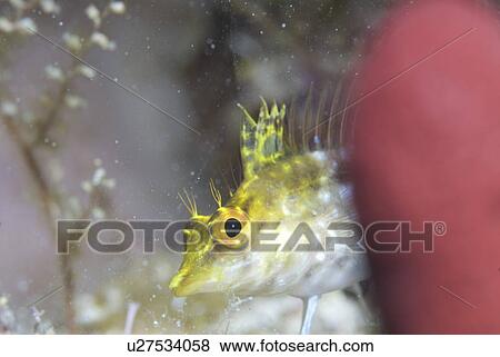 Diamond Blenny (Malacoctenus boehlkei) resting on corals nearby anemone, Cayman Islands, Caribbean View Large Photo Image Stock Photo - Diamond Blenny (Malacoctenus boehlkei) resting on corals nearby anemone, Cayman Islands, Caribbean. Fotosearch