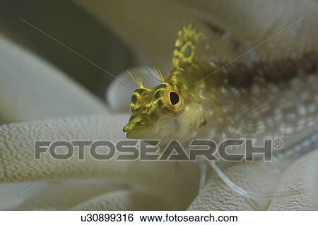 Stock Photograph - Diamond Blenny (Malacoctenus boehlkei) resting on anemone tentacles, Cayman Islands, Caribbean. Fotosearch
