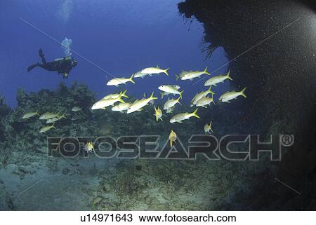 Diver with yellow goatfish (Mulloidichthys martinicus), near coral reef with blue water behind, Cayman Islands, Caribbean View Large Photo Image Stock Image - Diver with yellow goatfish (Mulloidichthys martinicus), near coral reef with blue water behind, Cayman Islands, Caribbean. Fotosearch