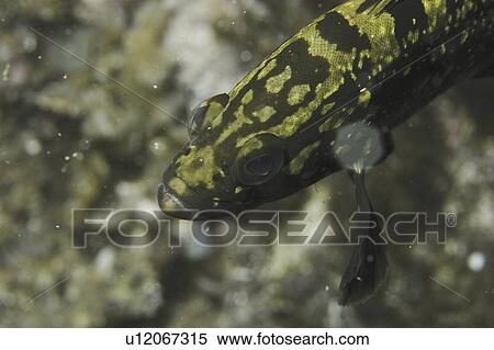 Dusky Grouper (Epinephelus marginatus), juvenile showing green and yellow markings on head, Maltese Islands, Mediterranean View Large Photo Image Stock Photography - Dusky Grouper (Epinephelus marginatus), juvenile showing green and yellow markings on head, Maltese Islands, Mediterranean. Fotosearch