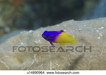 Fairy Basslet or Royal Gramma (Gramma loreto), superb yellow and purple colour, swimming past corals, turning towards camera, Cayman Islands, Caribbean View Large Photo Image Picture - Fairy Basslet or Royal Gramma (Gramma loreto), superb yellow and purple colour, swimming past corals, turning towards camera, Cayman Islands, Caribbean. Fotosearch