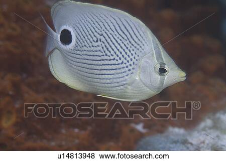 Foureye Butterflyfish (Chaetodon capistratus), profile of entire fish clearly showing markings and indistinct brown background, Cayman Islands, Caribbean View Large Photo Image Stock Photo - Foureye Butterflyfish (Chaetodon capistratus), profile of entire fish clearly showing markings and indistinct brown background, Cayman Islands, Caribbean. Fotosearch