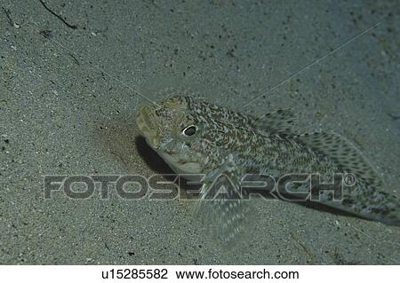 Stock Image - Giant Goby (Gobius cobitus), diagonal profile of fish on sandy seabed, Maltese Islands, Mediterranean. Fotosearch
