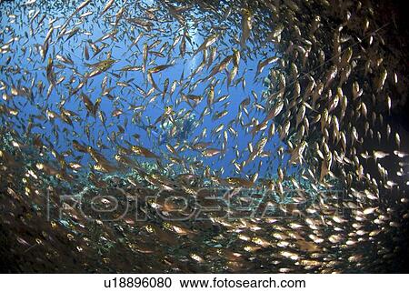 Glass fish in cave (Parapriacanthus guentheri), large school of fish in cavern mouth, looking out to clear blue sea in background, Red Sea, Egypt View Large Photo Image Stock Image - Glass fish in cave (Parapriacanthus guentheri), large school of fish in cavern mouth, looking out to clear blue sea in background, Red Sea, Egypt. Fotosearch