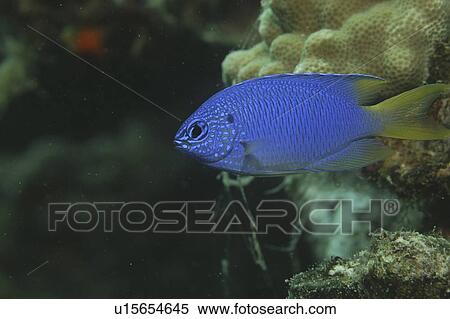 Goldtail demoiselle (Chrysiptera parasema), beautiful blue fish with yellow tail, Tahiti, French Polynesia, Southern Pacific Ocean View Large Photo Image Stock Photography - Goldtail demoiselle (Chrysiptera parasema), beautiful blue fish with yellow tail, Tahiti, French Polynesia, Southern Pacific Ocean. Fotosearch