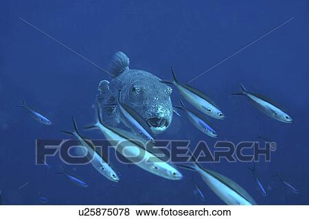 Stock Photo - Great Pufferfish (Arothron spp. ) swimming towards camera amidst fusiliers in blue water, Mabul, Borneo, Malaysia. Fotosearch