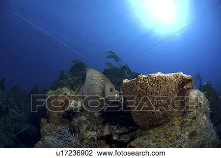 Grey Angelfish (Pomacanthus arcuatus), swimming over coral reef with sponges, Cayman Islands, Caribbean View Large Photo Image Stock Image - Grey Angelfish (Pomacanthus arcuatus), swimming over coral reef with sponges, Cayman Islands, Caribbean. Fotosearch
