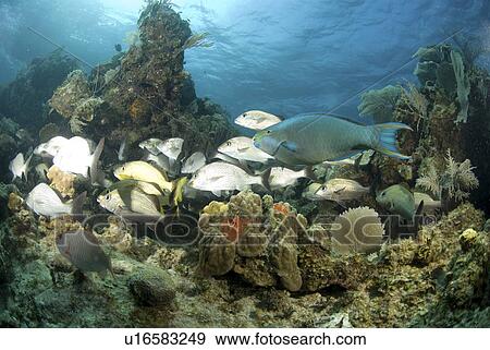 Stock Photo - Group of snapper and one large parrotfish swimming across tropical coral reef, Cayman Brac., Cayman Islands, Caribbean. Fotosearch