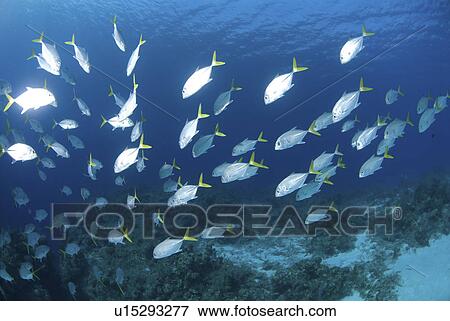 Stock Photo - Horse-eye Jacks (Caranx latus), large school of fish over coral reef, Cayman Islands, Caribbean. Fotosearch