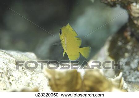 Juvenile Blue Tang (Acanthurus coeruleus), juveniles are yellow & this small fish is swimming away from camera over indistinct reef, Cayman Islands, Caribbean View Large Photo Image Stock Image - Juvenile Blue Tang (Acanthurus coeruleus), juveniles are yellow & this small fish is swimming away from camera over indistinct reef, Cayman Islands, Caribbean. Fotosearch