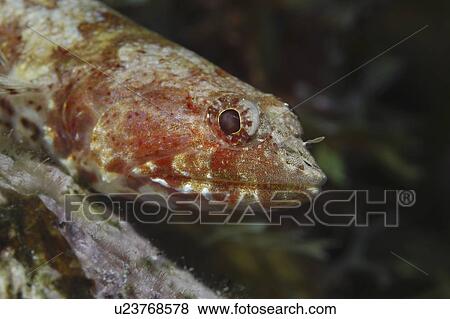 Stock Photo - Lizardfish (Synodus intermedius), nice diagonal head profile, red in colour with dark background, Cayman Islands, Caribbean. Fotosearch