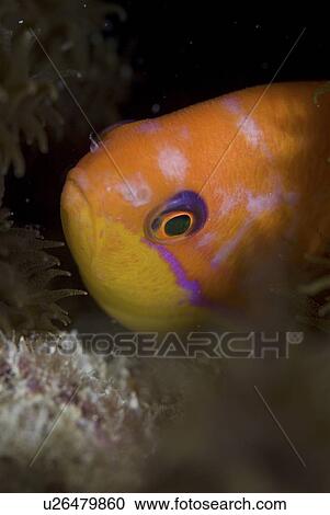 Lyretale Anthias (Pseudanthias squamipinnis), (female) hiding in rocky cleft but with veru clear view of head and brilliant orange coloration, Red Sea, Egypt View Large Photo Image Stock Image - Lyretale Anthias (Pseudanthias squamipinnis), (female) hiding in rocky cleft but with veru clear view of head and brilliant orange coloration, Red Sea, Egypt. Fotosearch