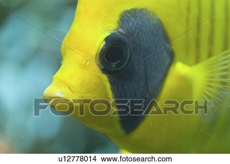 Picture -  Masked Butteflyfish (Chaetodon semilarvatus), portrait showing eye, mouth and blue colour on yellow body, Red Sea, Egypt. Fotosearch