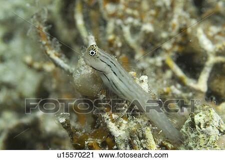Stock Image - Nalolo, (Ecsenius nalolo), full profile of blenny with distinctive coloration sitting on corals, Red Sea, Egypt. Fotosearch