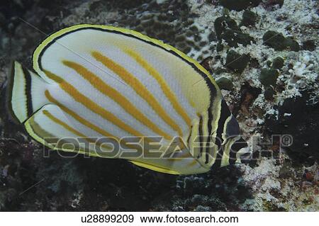 Ornate Butterflyfish (Chaetodon ornatissimus), full profile of fish showing all markings, Mabul, Borneo, Malaysia View Large Photo Image Stock Photo - Ornate Butterflyfish (Chaetodon ornatissimus), full profile of fish showing all markings, Mabul, Borneo, Malaysia. Fotosearch