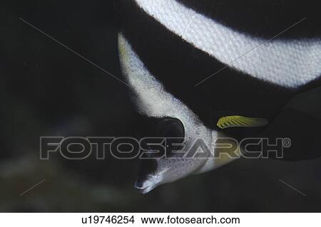 Pacific Pennantfish or Schooling Bannerfish (Heniochus diphreutes), diagonal view of head, almost monochrome, but with yellow flash, Tahiti, French Polynesia, Southern Pacific Ocean View Large Photo Image Picture - Pacific Pennantfish or Schooling Bannerfish (Heniochus diphreutes), diagonal view of head, almost monochrome, but with yellow flash, Tahiti, French Polynesia, Southern Pacific Ocean. Fotosearch