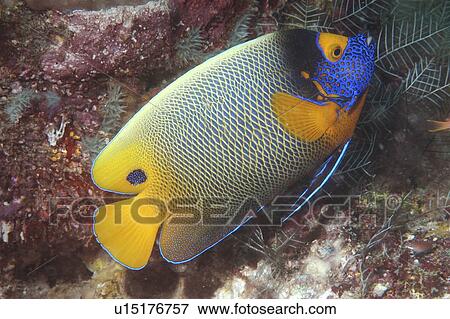 Painted Angelfish (Pomacanthus xanthometopon), superb profile of fish swimming diagonally showing all markings, Sipadan, Mabul, View Large Photo Image Stock Photo - Painted Angelfish (Pomacanthus xanthometopon), superb profile of fish swimming diagonally showing all markings, Sipadan, Mabul, . Fotosearch