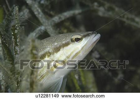 Stock Photo - Painted Comber (Serranus scriba), view of fish emerging from sea grass in profile, Gozo, Maltase Islands, Mediterranean. Fotosearch