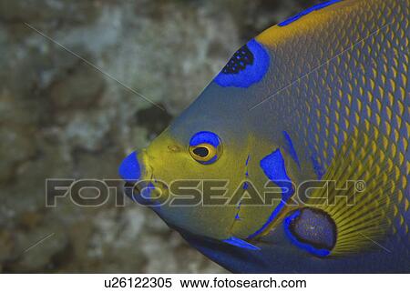 Queen angelfish (Holacanthus ciliaris), profile of head, showing brilliant colour markings, Cayman Islands, Caribbean View Large Photo Image Stock Photography - Queen angelfish (Holacanthus ciliaris), profile of head, showing brilliant colour markings, Cayman Islands, Caribbean. Fotosearch