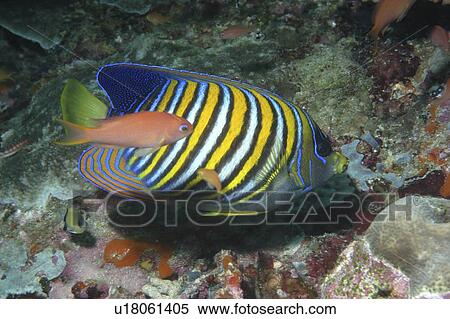 Regal Angelfish (Pygoplites diacanthus), superb profile of very colourful angelfish with anthis swimming past, Mabul, Borneo, Malaysia View Large Photo Image Stock Photography - Regal Angelfish (Pygoplites diacanthus), superb profile of very colourful angelfish with anthis swimming past, Mabul, Borneo, Malaysia. Fotosearch