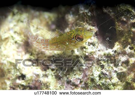 Stock Image - Rosy Blenny ( Malacoctenus macropus), greeny/yellow in colour and resting on light indistinct corals, Cayman Islands, Caribbean. Fotosearch