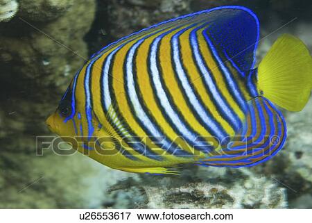 Royal Angelfish (Pygoplites diacanthus), full profile of fish showing brilliant coloration, Red Sea, Egypt View Large Photo Image Stock Photo - Royal Angelfish (Pygoplites diacanthus), full profile of fish showing brilliant coloration, Red Sea, Egypt. Fotosearch