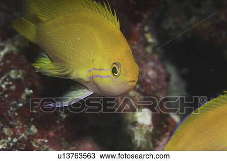 Stock Image - Scalefin or Lyretail Anthias (Anthias squamipinnis), swimming into frame with excellent portrait of face and markings around eye of this golden yellow fish, Sipadan, Mabul, Borneo, Malaysia. Fotosearch