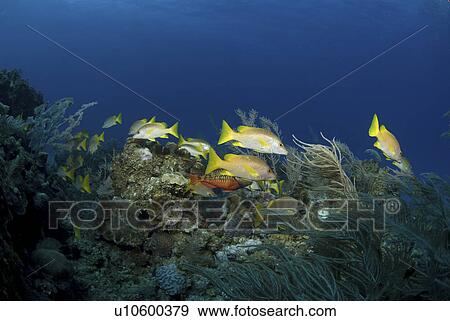 Stock Photo - Schoolmaster (Lutjanus apodus), small school of fish amidst soft corals, Cayman Brac., Cayman Islands, Caribbean. Fotosearch