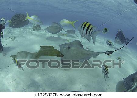Southern Sting Rays (Dasyatis Americana) large group of rays at Stingray City, Grand Cayman Island, Cayman Islands, Caribbean View Large Photo Image Stock Photo - Southern Sting Rays (Dasyatis Americana) large group of rays at Stingray City, Grand Cayman Island, Cayman Islands, Caribbean. Fotosearch