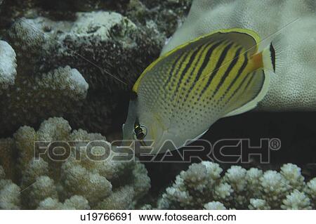 Sunset Butterflyfish (Chaetodon pelewensis), diagonal view of fish showing superb markings, Tahiti, French Polynesia, Southern Pacific Ocean View Large Photo Image Stock Image - Sunset Butterflyfish (Chaetodon pelewensis), diagonal view of fish showing superb markings, Tahiti, French Polynesia, Southern Pacific Ocean. Fotosearch